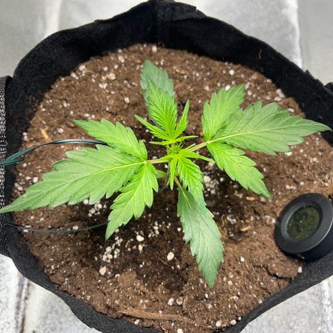 Hazey growlog timeline photo