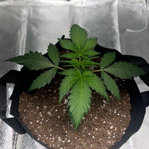 Hazey growlog photo: 16cm