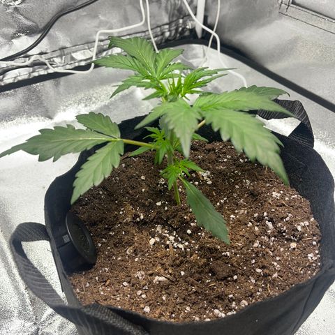 Hazey growlog photo: Going good
Nodes looking strong 
Humidity going between 50% and 65% I loweres it down to 60%
Temperature looking good
