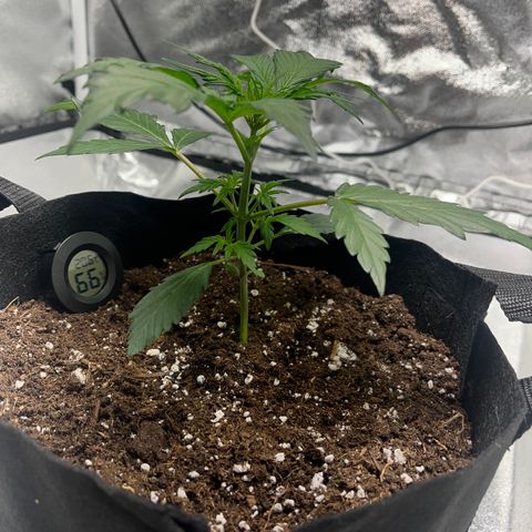 Hazey growlog photo: Going good
Nodes looking strong 
Humidity going between 50% and 65% I loweres it down to 60%
Temperature looking good