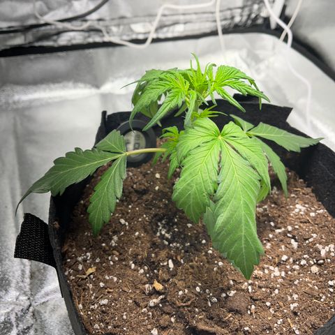 Hazey growlog photo: Something is wrong with Hazey. The leaves are pointing down and it feels weak. Maybe because I forgot the window open and it was cold outside. 
I turned the heat up and added some water and gonna wait until tomorrow. 