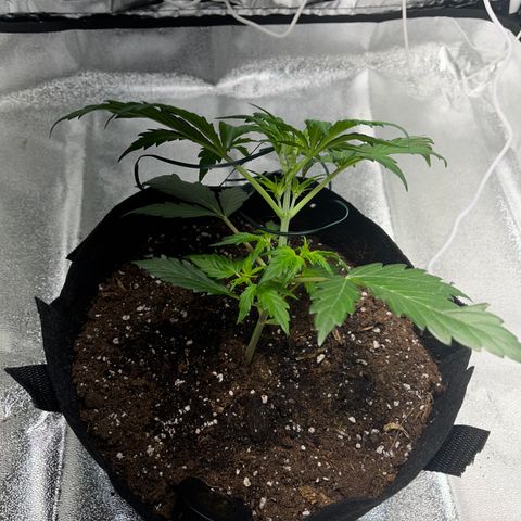 Hazey growlog photo: After I took care of it, it’s now looking good! 
I also started training it, I bent the main stem and I exposed the lower leaves to the light. 