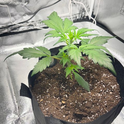 Hazey growlog photo: After I took care of it, it’s now looking good! 
I also started training it, I bent the main stem and I exposed the lower leaves to the light. 