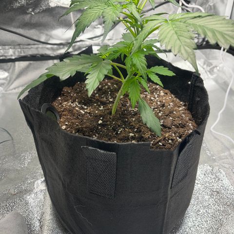 Hazey growlog photo: Hazey is growin, I did the LST and the branch stayed bent but the leaves got bigger, I now exposed more leaves to the light and wait and see 