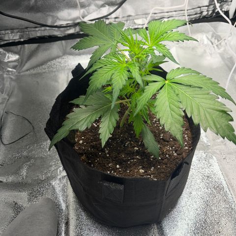 Hazey growlog photo: Hazey is growin, I did the LST and the branch stayed bent but the leaves got bigger, I now exposed more leaves to the light and wait and see 
