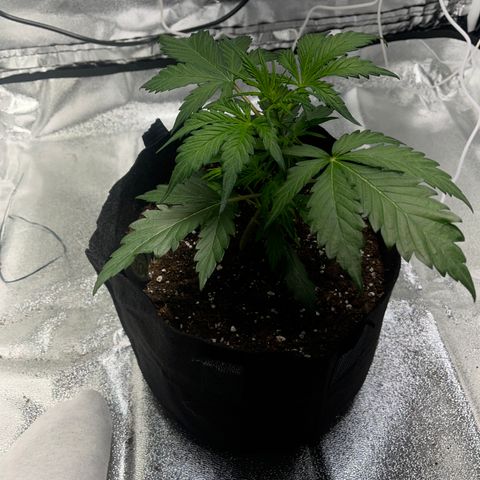 Hazey growlog photo: Hazey is growin, I did the LST and the branch stayed bent but the leaves got bigger, I now exposed more leaves to the light and wait and see 