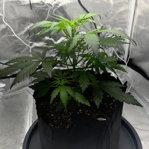 Hazey growlog photo: Hazey is looking good. 
The lower leaves are not getting as big as I want and the upper ones are getting too big. 
I’m concerned the pot is too small and it’s a bit late to try more LST. i already did some LST but it did not respond to it quite well. 
I added 0.025 ml of BioBuzz NPK 4 per 400ml water