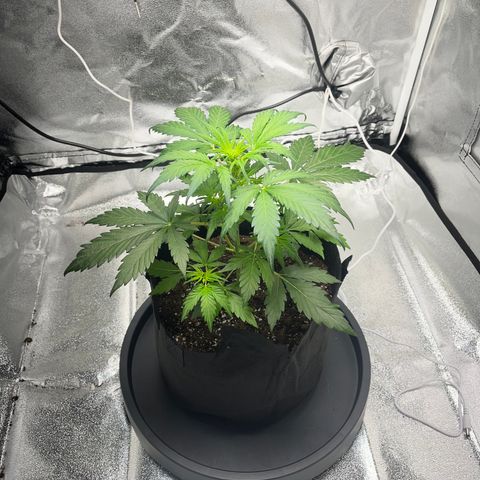 Hazey growlog photo: Hazey is looking good. 
The lower leaves are not getting as big as I want and the upper ones are getting too big. 
I’m concerned the pot is too small and it’s a bit late to try more LST. i already did some LST but it did not respond to it quite well. 
I added 0.025 ml of BioBuzz NPK 4 per 400ml water