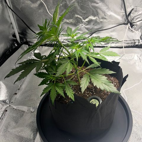 Hazey growlog timeline photo