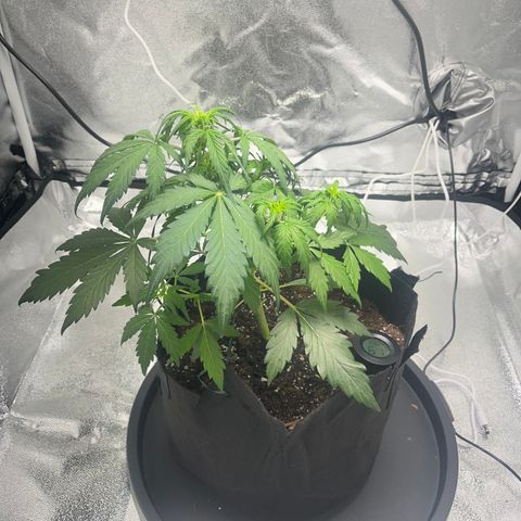 Hazey growlog photo: Looking weak, added water, I have to monitor the water a bit more carefully! 