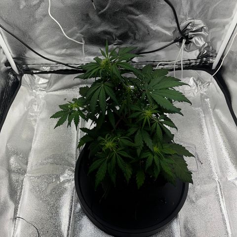 Hazey growlog photo: There are some small leaves that are looking sad and tired, I added 200ml of water and NPk and CalMag lets hope for the best 