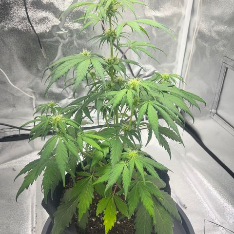 Hazey growlog timeline photo