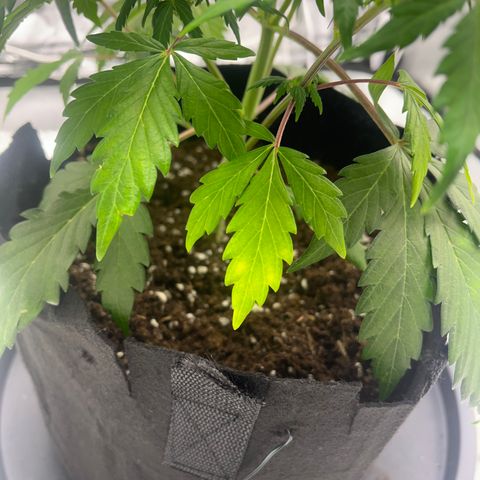 Hazey growlog timeline photo