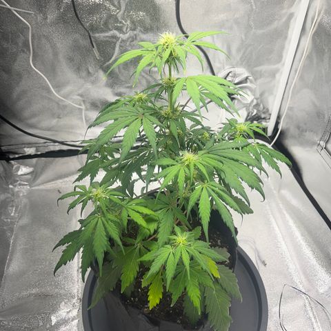 Hazey growlog timeline photo