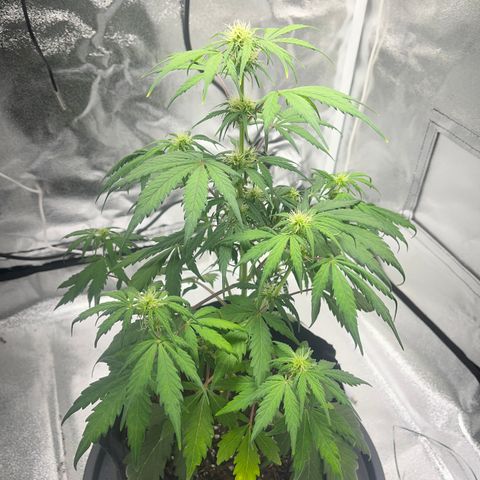 Hazey growlog timeline photo