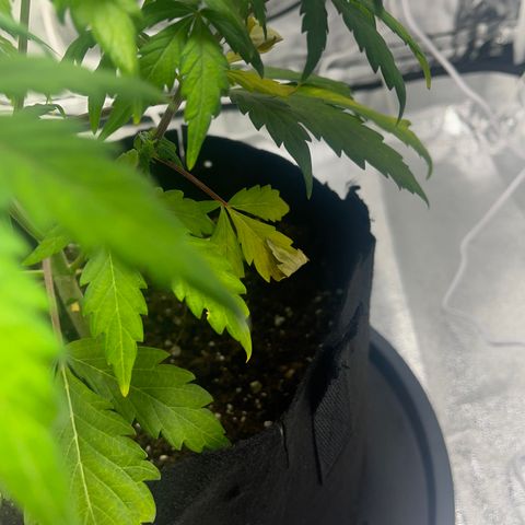 Hazey growlog photo: Hazey is not looking good, some leaves are getting yellow and it’s showing obvious signs of stress. I think the pot is too small and the root s got tangled and it’s not gettinf the nutrients. 
I’m gonna repot it tomorrow with fresh soil in a bigger pot tomorrow and let’s hope I don’t kill it! 