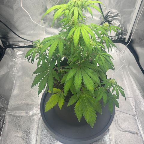 Hazey growlog photo: Hazey is not looking good, some leaves are getting yellow and it’s showing obvious signs of stress. I think the pot is too small and the root s got tangled and it’s not gettinf the nutrients. 
I’m gonna repot it tomorrow with fresh soil in a bigger pot tomorrow and let’s hope I don’t kill it! 