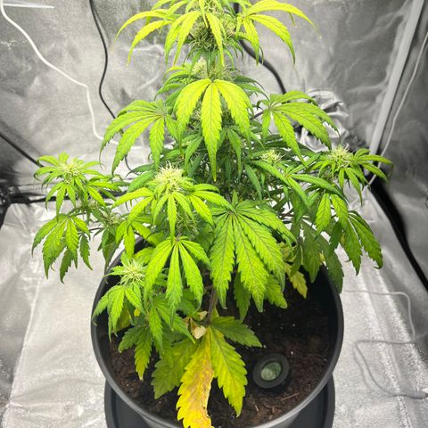 Hazey growlog photo: Almsot 4 days after repotting and watering. Plant still looks weak :( 