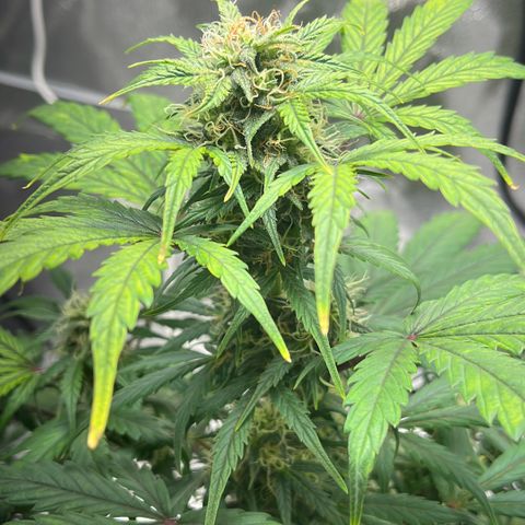 Hazey growlog photo: Gave it 1L of water with 3ml of BioBizz Bloom and 1ml of BioBizz Top Grow
Gonna wait for an hour and do a pourThru to check the pH and EC levels of the soil