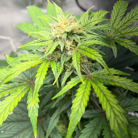 Hazey growlog photo: Hazey looking really good, I think the repotting and using pH stable bottled water helped a ton. 
The grow with Jane team is awesome! 
