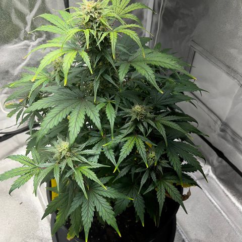 Hazey growlog photo: Hazey looking really good, I think the repotting and using pH stable bottled water helped a ton. 
The grow with Jane team is awesome! 