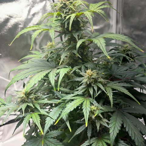 Hazey growlog photo: Looking good. Watered and gave nutrients. 
Waiting for pourthru to get soil pH