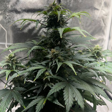 Hazey growlog photo: Looking good. Watered and gave nutrients. 
Waiting for pourthru to get soil pH