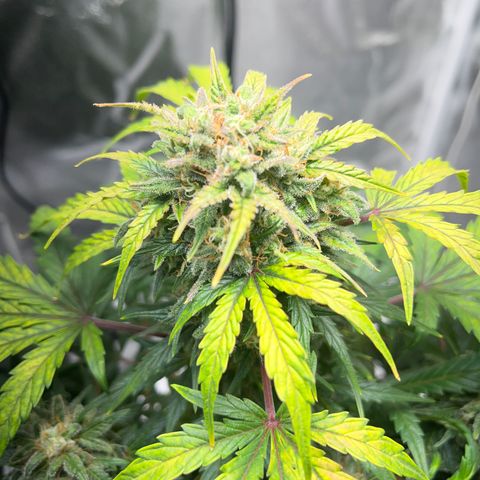 Hazey growlog timeline photo