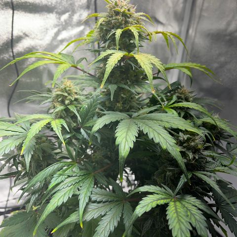 Hazey growlog timeline photo