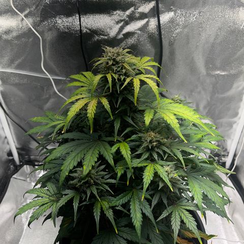 Hazey growlog timeline photo