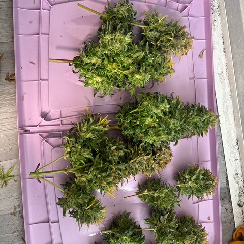 Hazey growlog timeline photo