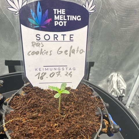 Cookies Gelato 🍪 🍧  growlog timeline photo