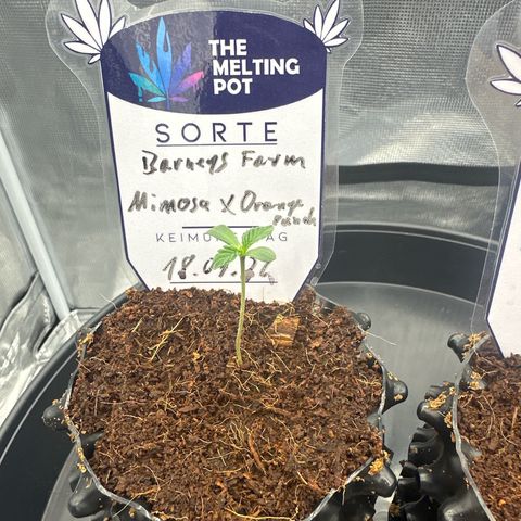 Mimosa x Orange Punch 🍊 🥊 growlog timeline photo
