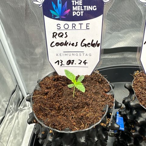 Cookies Gelato 🍪 🍧  growlog timeline photo