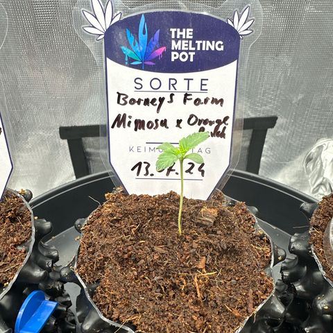Mimosa x Orange Punch 🍊 🥊 growlog timeline photo