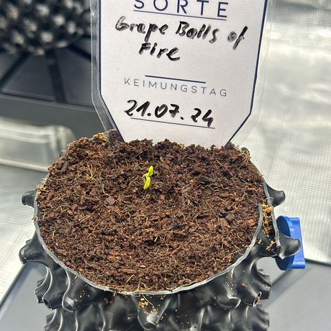 Grape Balls Of Fire 🍇 🎾 growlog timeline photo