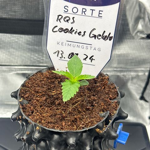 Cookies Gelato 🍪 🍧  growlog timeline photo