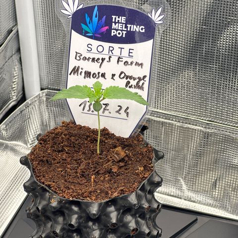 Mimosa x Orange Punch 🍊 🥊 growlog timeline photo