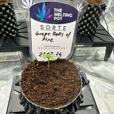 Grape Balls Of Fire 🍇 🎾 growlog timeline photo