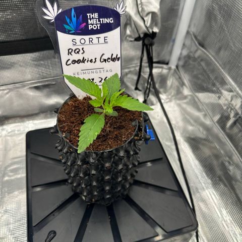 Cookies Gelato 🍪 🍧  growlog timeline photo