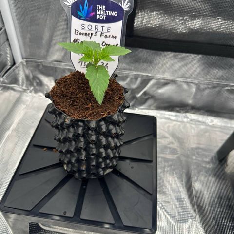 Mimosa x Orange Punch 🍊 🥊 growlog timeline photo