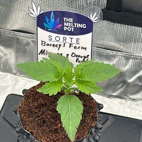 Mimosa x Orange Punch 🍊 🥊 growlog timeline photo