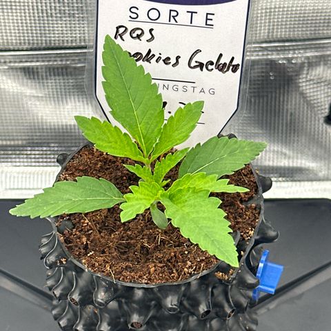 Cookies Gelato 🍪 🍧  growlog timeline photo