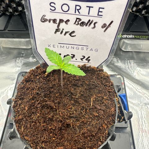 Grape Balls Of Fire 🍇 🎾 growlog timeline photo