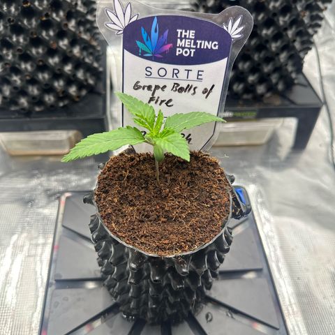Grape Balls Of Fire 🍇 🎾 growlog timeline photo