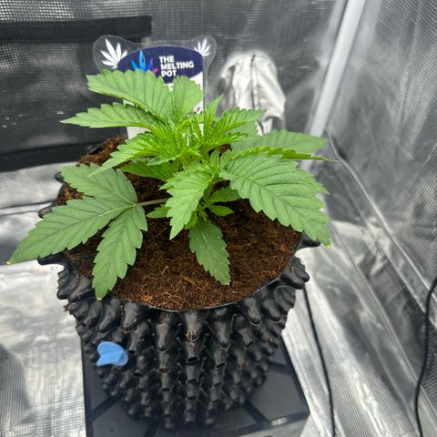 Cookies Gelato 🍪 🍧  growlog timeline photo
