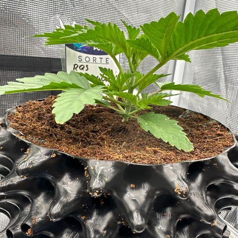Cookies Gelato 🍪 🍧  growlog timeline photo