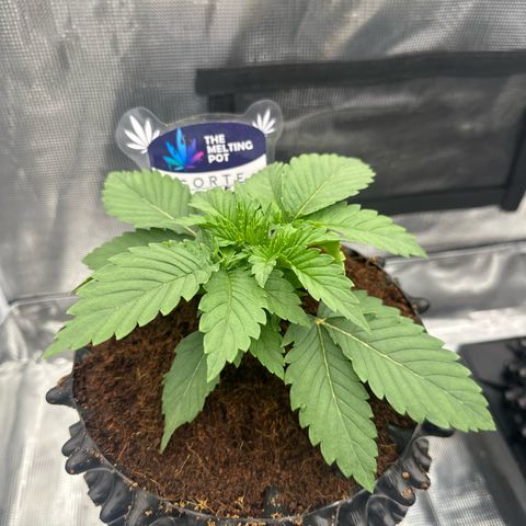 Mimosa x Orange Punch 🍊 🥊 growlog timeline photo