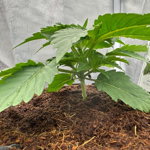 Mimosa x Orange Punch 🍊 🥊 growlog timeline photo