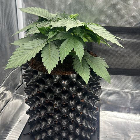 Mimosa x Orange Punch 🍊 🥊 growlog timeline photo
